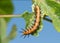 Dorsal view of Gulf Fritillary butterfly caterpillar