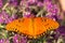 Dorsal view of a Gulf Fritillary butterfly feeding on deep purple Alyssum