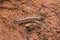 Dorsal view of House centipede, Scutigera coleoptrata