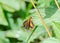 Dorsal view of a Least Skipper butterfly resting on a leaf