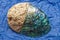 Dorsal View Of New Zealand Origin Paua Abalone Shell With A Multicolored Opalescent Surface