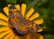 Dorsal view of a Pearl Crescent butterfly