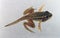 Dorsal view of a pickerel frog tadpole