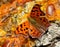 Dorsal view of a Polygonia interrogationis, Question mark butterfly