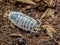 Dorsal view of a sow bug, Porcellio laevis, `dairy cow`, cECP 2018