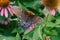 Dorsal view of a Spicebush Swallowtail butterfly, Papilio troilus, feeding on an Echinacea flower