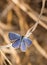 Dorsal view of a tiny Eastern Tailed Blue butterfly