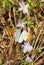 Dorsal view of a tiny male Falcate Orangetip butterfly feeding on an American Field pansy