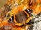 Dorsal view of Vanessa atalanta, Red admiral butterfly