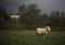 Dorset Sheep