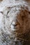 Dorset Sheep Portrait