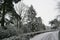 Dorset under snow. A tree lined country road.