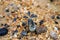 The Dorstenia Crispa on the sand, in small desert landscape.