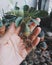 Dorstenia Foetida cactus and succulents on hand