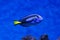 Dory fish closeup Palette surgeonfish inside coral reefs in the blue aquarium