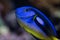 Dory, the Paracanthurus hepatus Indo-Pacific surgeonfish