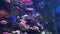 Dory`s cartoon fish. Fish in the aquarium. Many beautiful colorful fish. Slow motion Background