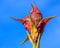 Doryanthes excelsa or Gymea Lily is a native Australian plant