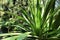 Doryanthes Palmeri specimen in the garden