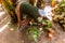 DORZE, ETHIOPIA - JANUARY 30, 2020: Dorze woman is preparing kocho bread made of enset (false banana), important