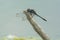 Dot-tailed Whiteface Dragonfly - Leucorrhinia intacta