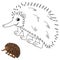 Dot to Dot Echidna Animal Coloring Page for Kids