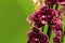 Doted purple orchid close up view on green background.  - Image