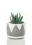 Dotted aloe plant in a handmade concrete pot