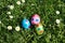 Dotted easter eggs and daisy flowers in grass meadow