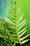 Dotted fern plant, Maile-Scented,Plant green leaf quaint pattern