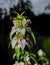 Dotted horsemint - Monarda punctata - or spotted beebalm