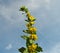 Dotted loosestrife at blue sky