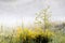 Dotted Loosestrife and fog in the background