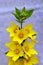 Dotted Loosestrife - Lysimachia punctata flowers against a neutral background