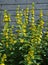 Dotted loosestrife at wooden wall