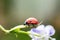 Dotted red little ladybug or lady bird insect walking on delicate flower leaf