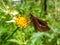 Dotted Roadside Skipper Butterfly Amblyscirtes eos