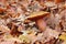 Dotted stem bolete in forest