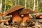 Dotted stem bolete fungus