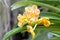 Dotted yellow vanda orchid and green leaves