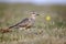 Dotterel, Charadrius morinellus