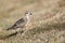 Dotterel, Charadrius morinellus