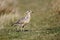 Dotterel, Charadrius morinellus