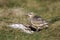 Dotterel, Charadrius morinellus