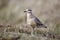 Dotterel, Charadrius morinellus