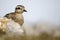 Dotterel, Charadrius morinellus