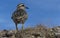 Dotterel on a hill in the south of France