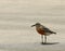 Dotterel Maori Plover New Zealand