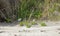 Dotterel Maori Plover New Zealand