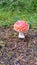 Dotty mushroom in forrest